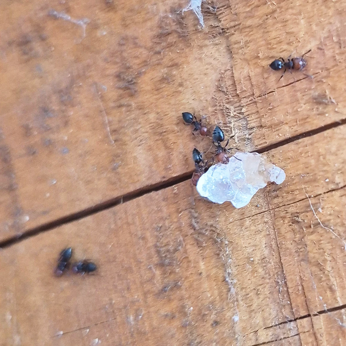 Fourmi à tête rouge Crematogaster scutellaris — traitement professionnel Bordeaux Gironde