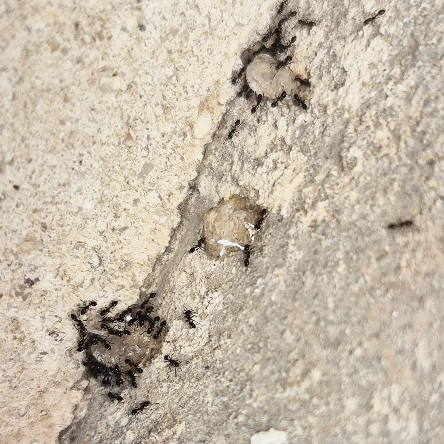 Tapinoma Magnum — fourmis envahissantes Médoc Bordeaux Gironde, super-colonie